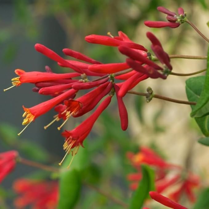 2 Mix Honeysuckle Plants Live, Fragrant Honeysuckle Climbing Vine for Garden, Trellis, or Fence, Starter Plugs 4-8 Inch (Mix Blooms)
