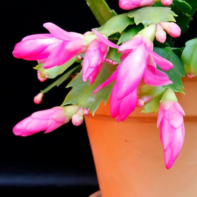 Pink Christmas Cactus Plants Live in 6 Inch Pot, Vibrant Christmas Cactus Blooms, Perennial Holiday Cactus Plant Flower Succulent Houseplant