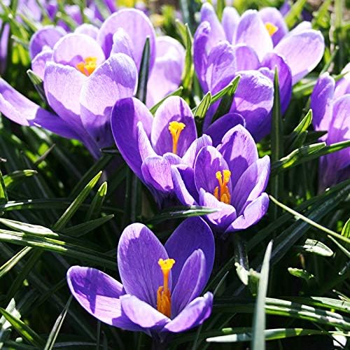 Remembrance Crocus Flower Bulbs - 10 Bulbs per Pack - Naturalizing - Perennializing
