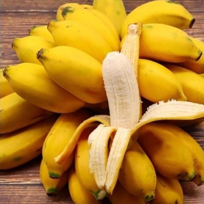 Basjoo Banana Plant Live for Planting, Banana Trees Live Plants for Outdoor Indoor Planting, Cold Hardy, 4-7" in Tall, No Pot, Musa Plant