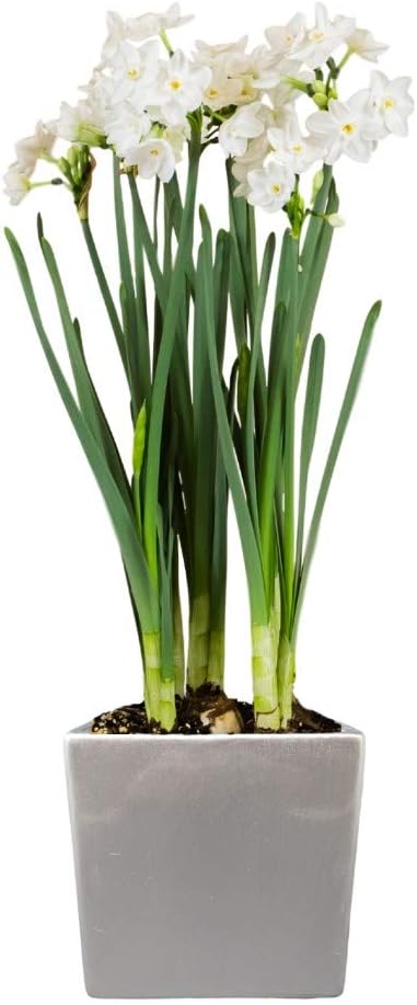 Easy to Grow Paperwhites 4 Flower Bulbs Planted in a Silver Square Gift, Blooms Indoors for Holidays, Spice Fragrance
