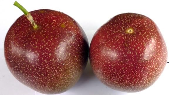 Panama Red Passion Fruit Plant – Passiflora Edulis Panama Red – Live Plant