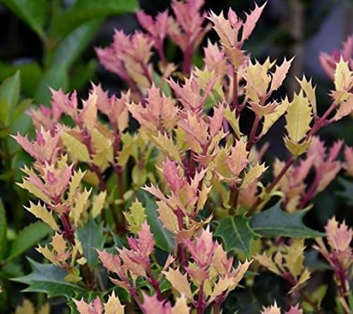 Party Lights Pink Flush Tea Olive ( osmanthus ) - Live Plant - Quart Pot