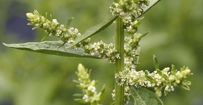 Live Epazote Plant/Mexican Tea. Year's Supply. Family Pack. Helps Immunity, Digestion, Metabolism. Flavorful, Pungent, Fresh, Edible. Easy Grow. Indoor/Outdoor. (2 Epazote in Cup)