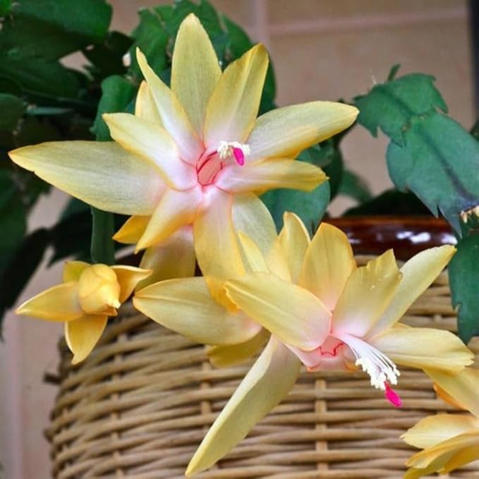 Yellow Christmas Cactus Plant, 3-6" Tall Colorful Holiday Cactus Houseplant Easy Care Tropical Flowering Succulent Live Plants, Well Rooted, No Pot