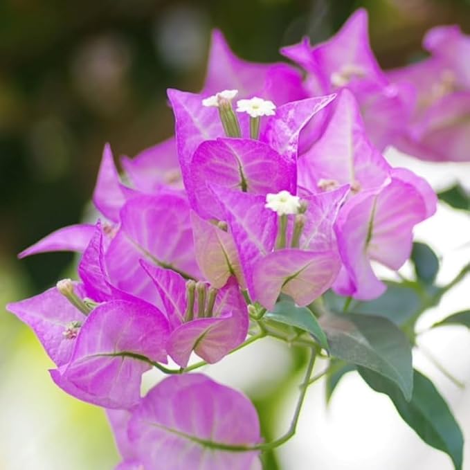 2 Bougainvillea Plants Live, Trailing Flowering Vines, 5-9” Tall, Well-Rooted Bougainvillea Trees for Outdoor Garden or Patio (Light Purple Bougainvillea)