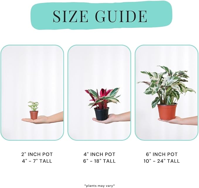 CoollectivePlants Monstera Swiss Cheese – Live Monstera Plant in 6″ Grower’s Pot, Monstera Adansonii Live Plant, Swiss Cheese Plant Indoor House Plants