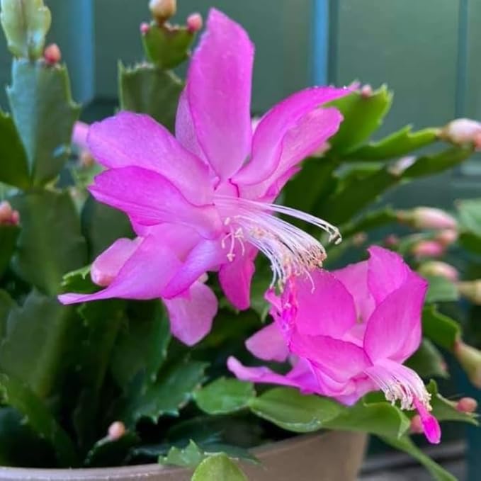 2 Pink Christmas Cactus Plants Live, 4 to 7 Inch Tall Colorful Christmas Cactus, Holiday Flower Houseplant, Indoor Outdoors Easy Care Plants for Home Garden