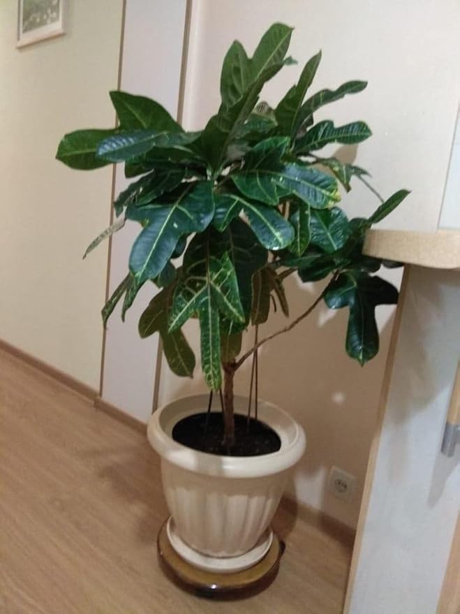 5+ Seeds Arabian Coffee Tree (Mountain Plant) - Tree Dwarf