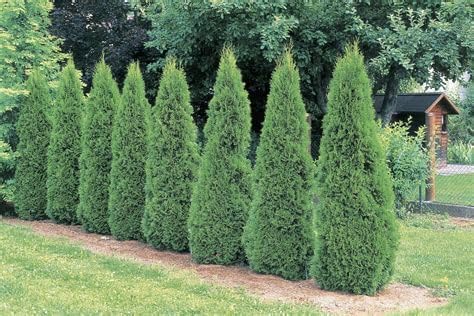 (4) - Emerald Green Arborvitae (Thuja) - Live Plant - (1 QT) (4 Live Plants)