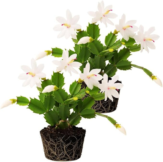 2 White Christmas Cactus Plants Live, 4 to 7 Inch Tall Colorful Christmas Cactus, Holiday Flower Houseplant, Indoor Outdoors Easy Care Plants for Home Garden