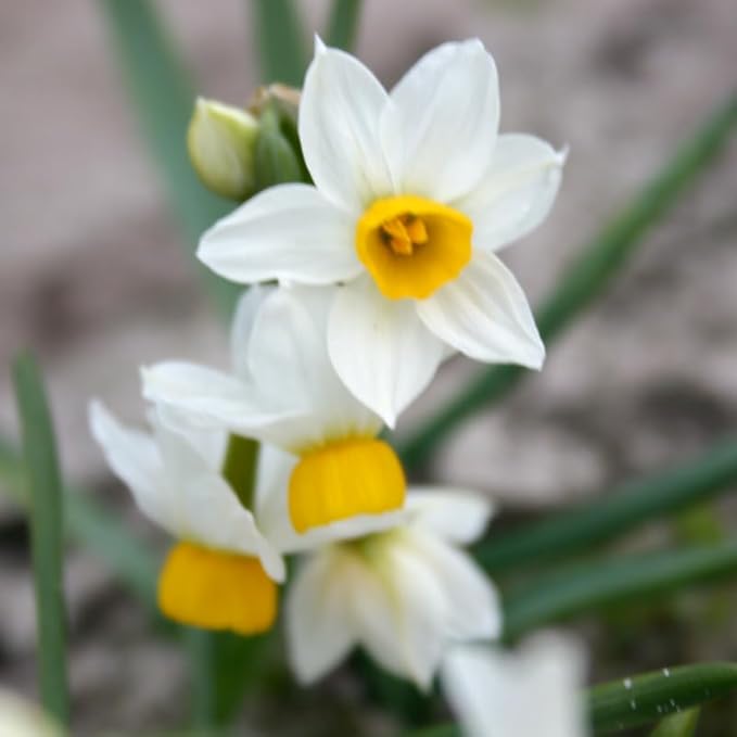 Canaliculatus Daffodil Flower Bulbs Jumbo Pack - 50 Bulbs per Pack - Deer Resistant - Good as Cut Flowers - Good for Indoor Forcing - Grows Well in Containers - Naturalizing - Perennializing