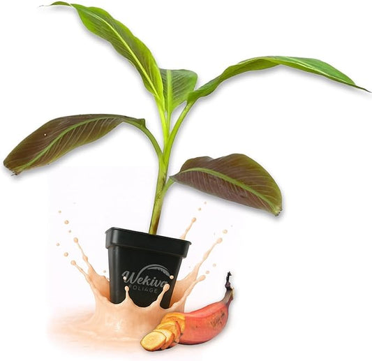 Siam Ruby Banana Tree - 1 Live Plant in a 3 Inch Growers Pot - Musa Acuminata - Stunning Foliage Nonedible Ornamental Tree for The Patio and Garden