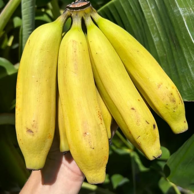 Rare Banana Plant Live for Planting, Banana Trees Live Plants for Outdoor Indoor Planting, Cold Hardy, 4-7" in Tall, No Pot, Musa Plant