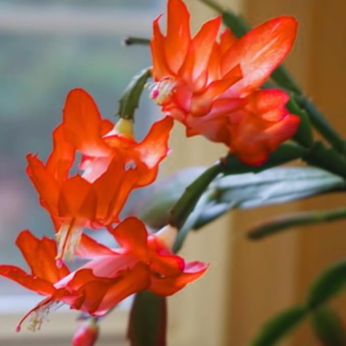 Christmas Cactus Plant Live, Holiday Cactus Live Plant, Hanging Baskets Houseplants, 4 Inc Potted (Orange)