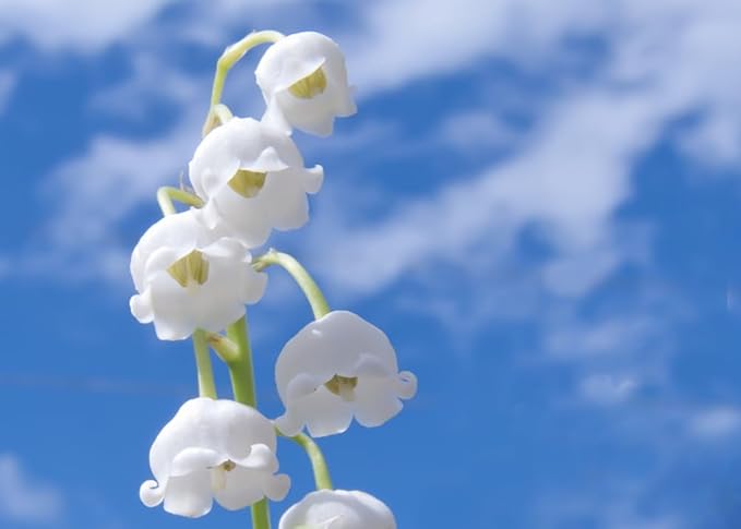 Lily of The Valley Roots for Planting - Stunning White Weeping Flowers - Fresh Leucojum Roots to Grow (5 Roots)