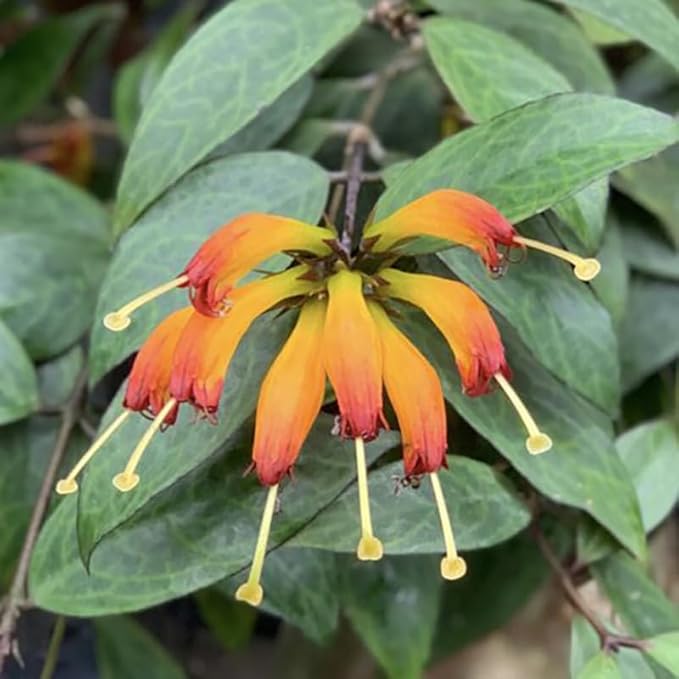 Yellow Lipstick Plans Live Houseplants in Pot, Aeschynanthus Yellow-Orange Flower Vine Décor Office, Desk Indoor Outdoor Growing