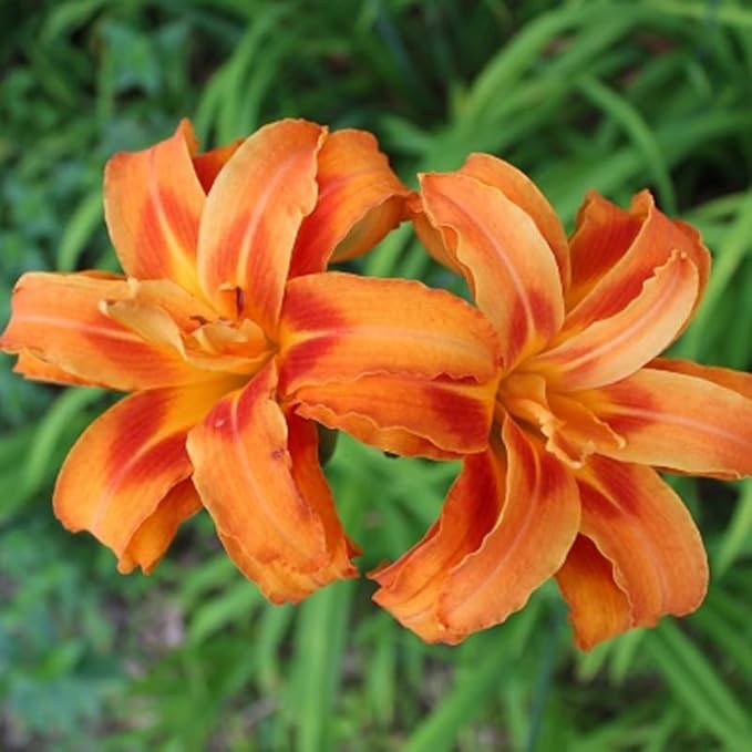 3 Double Orange Daylily Bulbs for Planting, Reblooming Daylilies Roots, Hardy Perennial Flowers Bulbs, Gardens and Borders Planting