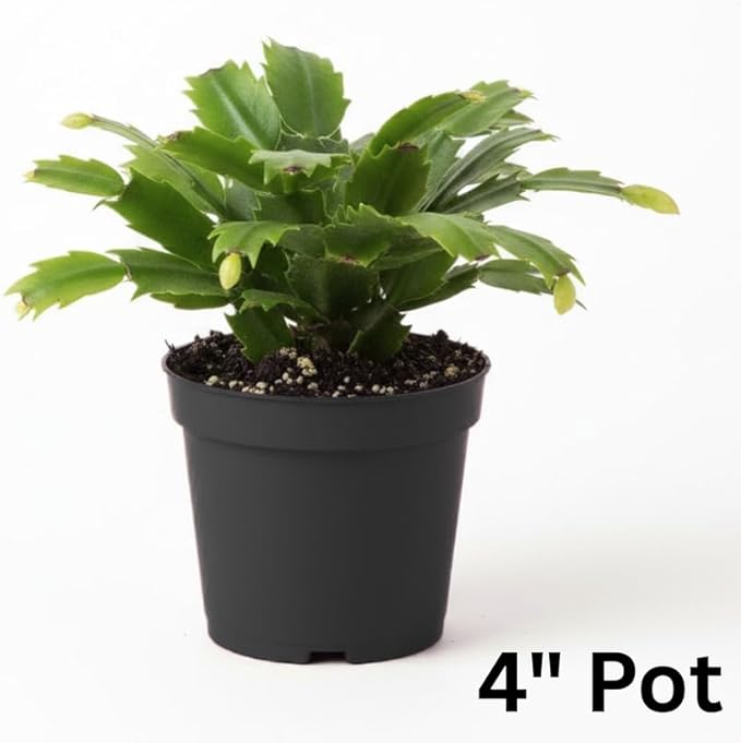 Orange Christmas Cactus Plants Live in 4 Inch Pot, Vibrant Christmas Cactus Blooms, Perennial Holiday Cactus Plant Flower Succulent Houseplant