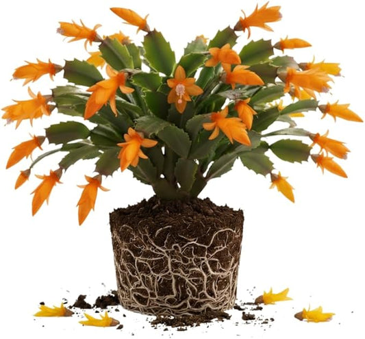 Orange Christmas Cactus Plant, 3-6" Tall Colorful Holiday Cactus Houseplant Easy Care Tropical Flowering Succulent Live Plants, Well Rooted, No Pot