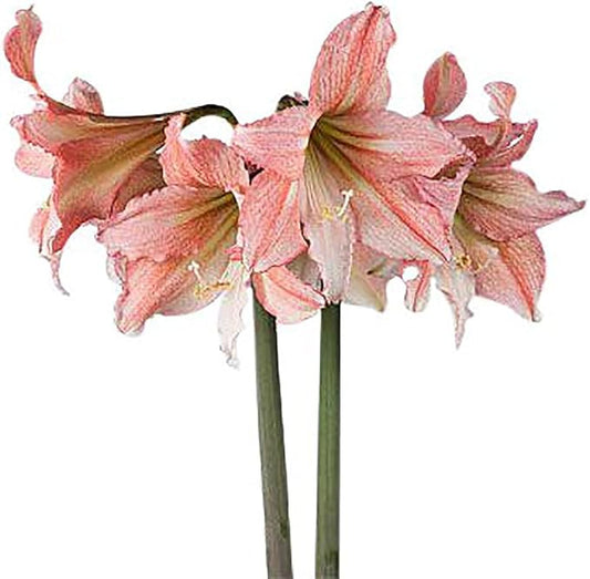 Tinkerbell Amaryllis Bulb | Peach with White Star | Amaryllis Flower for Indoor & Outdoor Planting | Unique Bulb for Beautiful Displays