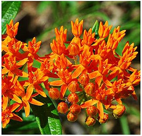 Butterfly Tuberosa Milkweed Seeds - Food for Monarch Butterflies