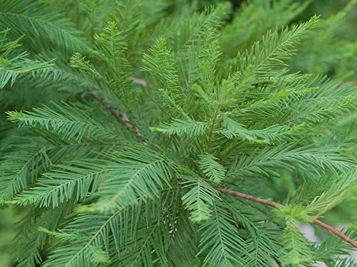 Bald Cypress Tree (Taxodium distichum) - Live Plant - (1 QT)