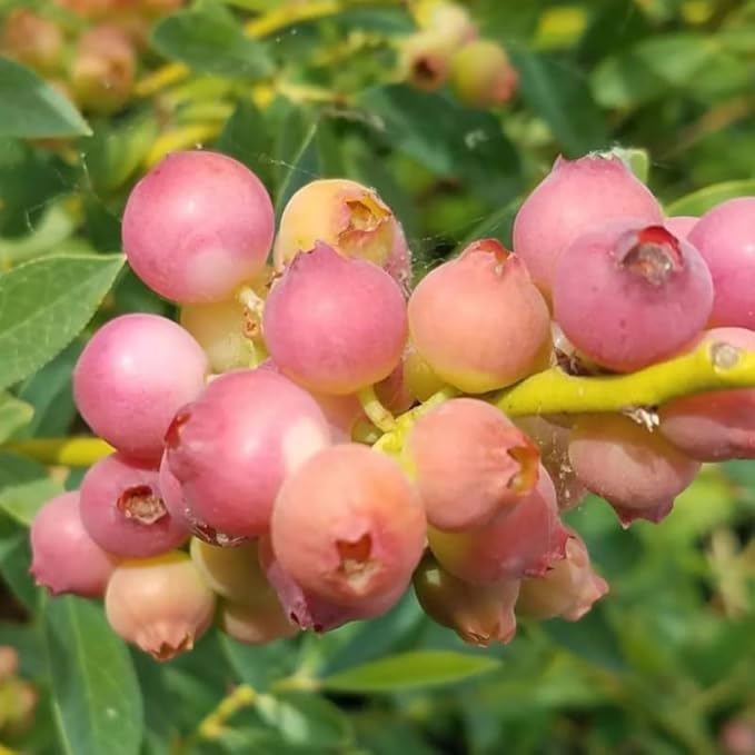 Pink Lemonade Blueberry Plant Live for Planting, 4-8 Inch Tall Starter Plant, Hardy Blueberry Bush for Garden or Patio