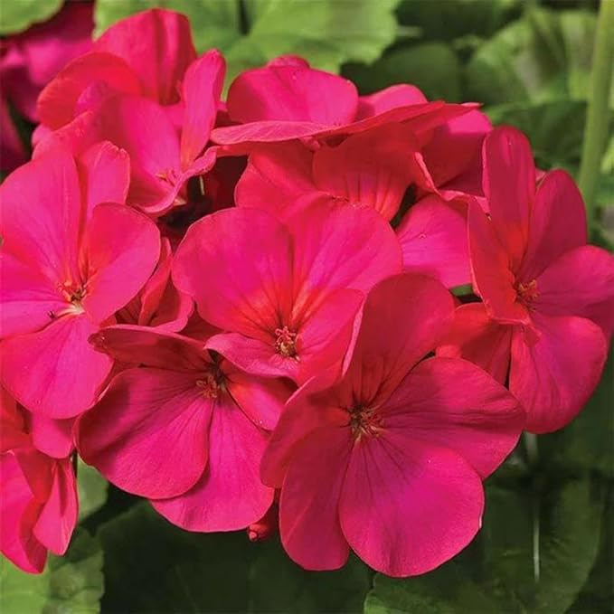 Maverick Series Geranium Violet ~10 Seeds – Pelargonium x hortorum – Non-GMO, Annual – Compact 12-18" Plants – 4-6" Blooms – for Containers, Borders & Flower Beds – 91-105 Days