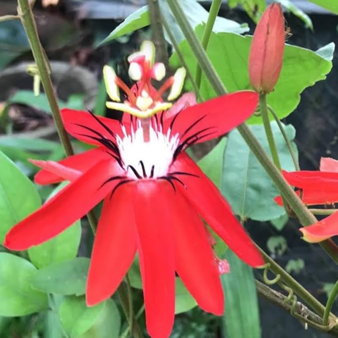 Passion Flower Plant Live, 5 to 8 Inch Tall Passiflora Vine, Fragrant Climbing Plant for Garden or Trellis, No Pot, Well-Rooted (Red Passion Flower)