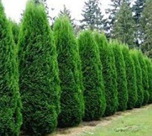 Emerald Green Arborvitea ( Thuja ) - Live Plant - Quart Pot