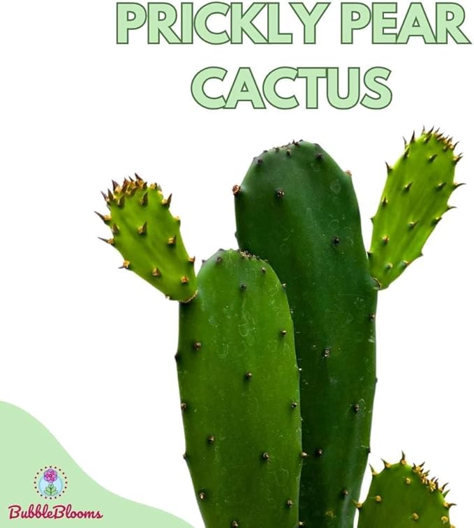 BubbleBlooms Opuntia ficus-Indica, Prickly Pear Cactus, Rare Cactus in a 4 inch Pot Well Rooted
