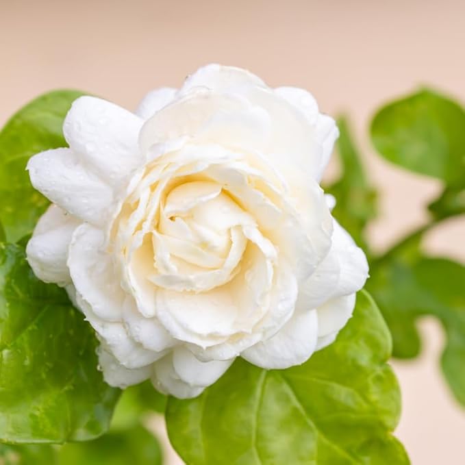 Jasmine Plant, Fragrant Jasmine Flower Vine 4-8 Inches Well Rooted for Container, Hanging Basket Growing (Duke of Tuscany)
