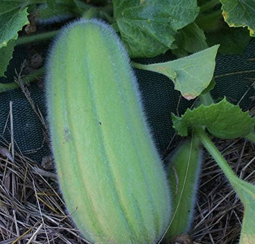 Seeds Vegetable Cucamelon (Cross Cucumber and Melon) Vine - 20 Seeds