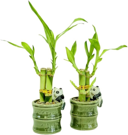 Coop & Harp Small Lucky Bamboo Live Indoor Plant with Ceramic Vase, Live Indoor Lucky Bamboo for Home, Office and Gift (2PK Panda)