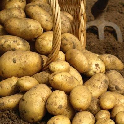 Simply Seed™ - Kennebec Potatoes - 5 LBS -No GMO - American Grown - Ready to Grow