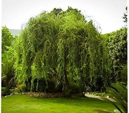 Golden Curls Corkscrew Weeping Willow - Live Plant - (2.5 QT)