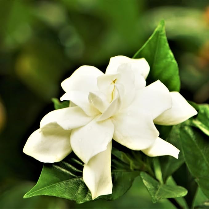 Jasmine Plant, Fragrant Jasmine Flower Vine 4-8 Inches Well Rooted for Container, Hanging Basket Growing (Frostproof Cape)