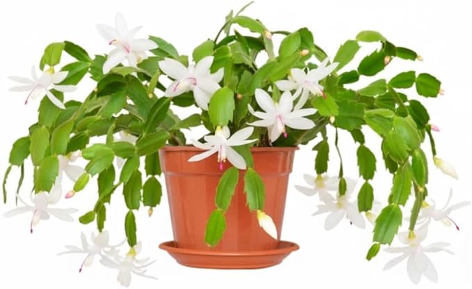 Thanksgiving Cactus Live Plant in 4" Pot, Holiday Christmas Cactus Plants Live, Winter Bloom, Indoor Planting, Ready to Blooms (White)