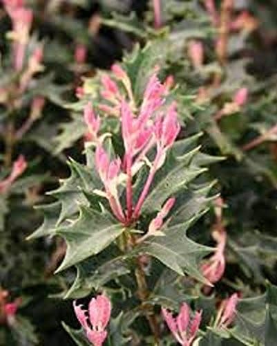 Party Lights Pink Flush Tea Olive ( osmanthus ) - Live Plant - Quart Pot
