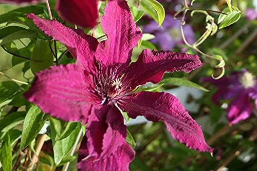 Clematis Cardinal Wyszynski Vine - 10 Live Plants in 4 Inch Growers Pots - Clematis 'Cardinal Wyszynski' - 2 Years Old Ready to Be Planted - Bold and Beautiful Crimson Flowering Vine
