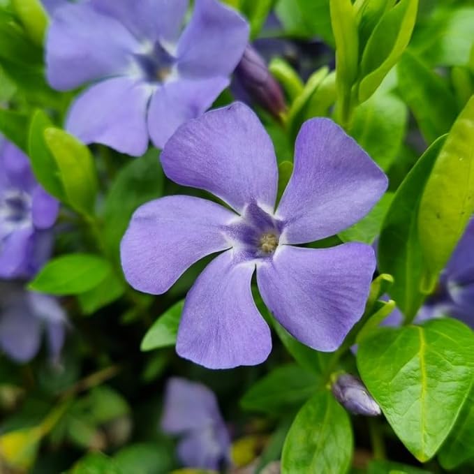 12 Vinca Plants, Vinca Minor Ground Cover Plant, Blue Flowers Periwinkle Plants, Perennial Vine Bare Roots