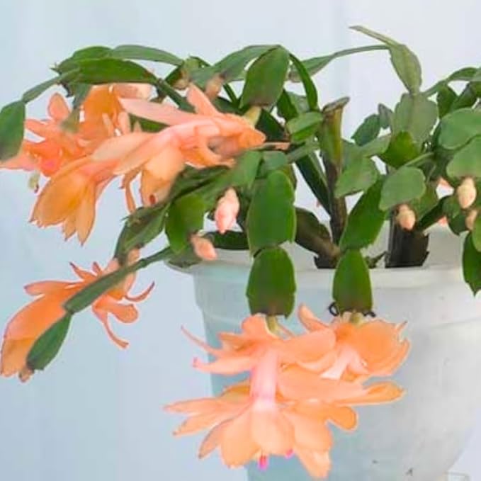 2 Salmon Christmas Cactus Plants Live, True Thanksgiving Cactus Live Size 6-9" Inches Tall, Ready to Blooms, Holiday Houseplant, Cold Hardy, Bloom in Winter