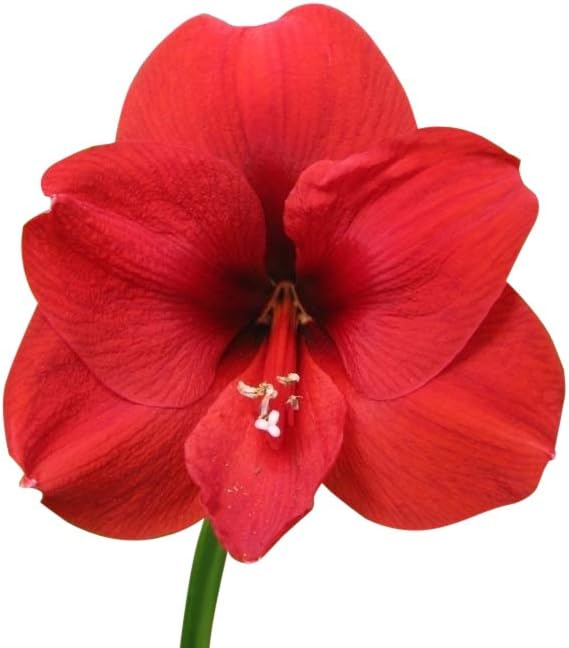 Blue Waxed Red Amaryllis Bulb - Stunning Red Blooms with Wax Coating - No Soil or Water Required - Easy-to-Grow Holiday Décor & Perfect for Gifting - Vibrant Indoor Flowering Plant