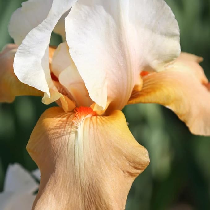 Invitation Reblooming Bearded Iris - Naturalizing Perennial Flower - Attracts Butterflies and Great for Cut Floral Arrangements - Easy to Grow Fall Planting Bulbs by Willard & May