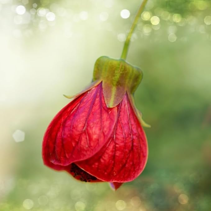 2 Abutilon Plants Live 5-8 Inches Tall - Abutilon Lantern Trailing Hanging Flower Vine Perfect for Enhancing Your Indoor Outdoor Garden (Pink)
