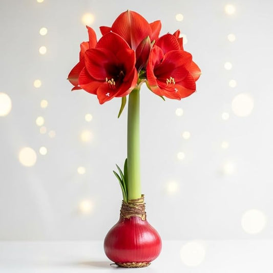 Red Waxed Amaryllis Bulb for Growing Indoors – No Watering or Soil Needed - Live Holiday Gift Plant - Easy Care - Christmas Office Gift Exchange Idea - Favorite Things Party