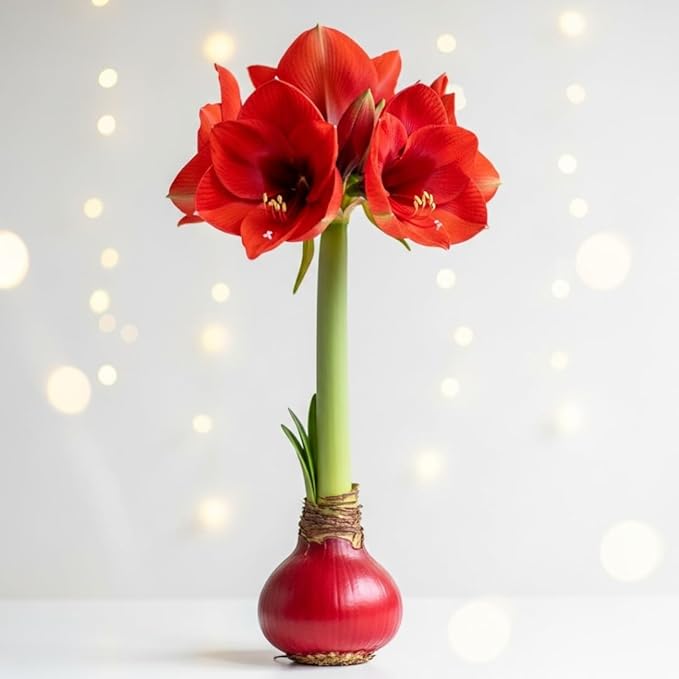 Large Waxed Red Blooming Amaryllis Bulb - Red Dipped Bulb - Grow Indoors – No Watering or Soil Needed - Live Holiday Gift Plant - Christmas Gift Exchange Idea - Favorite Things Party (1 Bulb)