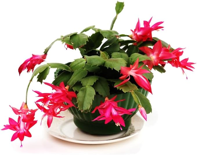 True Thanksgiving Cactus Plant Live in 4" Pot, Ready to Bloom, Holiday Christmas Cactus Plants Live, Red Blooms