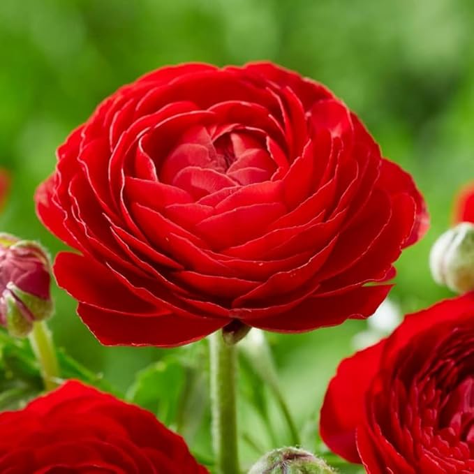 Ranunculus Bulbs for Planting, 25 Red Ranunculus Bulbs for Fall Planting, French Peony Ranunculus Corms Bulk Ranunculus Flowers Buttercups, Butterfly Ranunculus Bulbs to Grow
